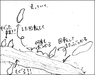 １ ゾウリムシの入手と保存 培養 ゾウリムシの採集と分離培養法 落ち葉のたまった 流れの少ない水たまりの水を採取する 公園の側溝 池や田んぼの水 人里近くの水たまりが探しやすい 株を持っている大学の研究室や小中高の教師に譲り受けるの