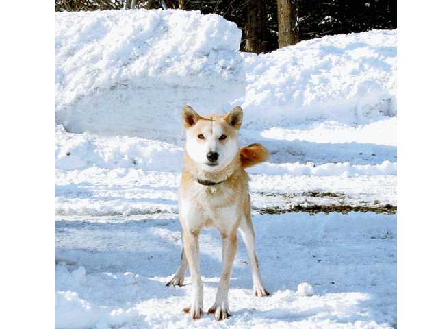 縄文柴犬とは Npo縄文柴犬研究センター