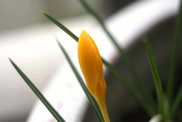 yellow crocus
