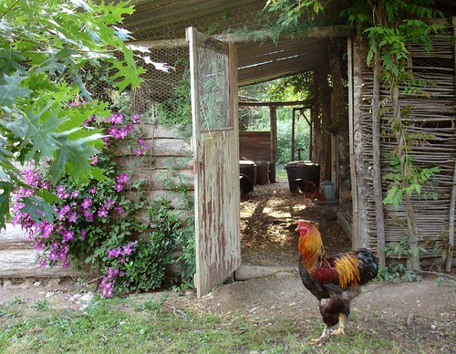 Chickens for the Garden | The Garden Lady