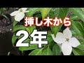 いろいろ 常緑 ヤマボウシ 花 181973-常緑 ヤマボウシ 花