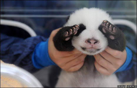 One of twin Giant Panda cubs at the Bifengxia base of the China Giant Panda Protection and Research Centre, in Yaan, Sichuan province