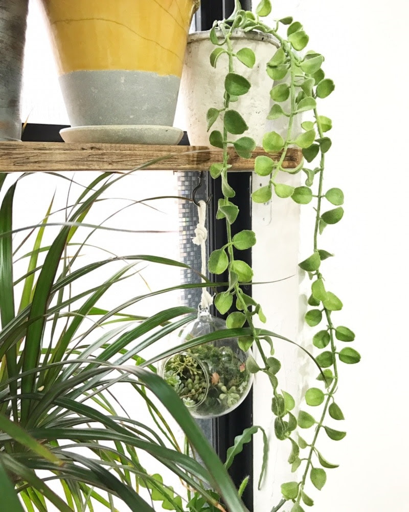 垂れる丸い葉っぱ おしゃれなフェイクグリーン 人工観葉植物通販 いなざうるす屋