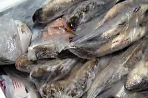 Polícia encontra 200 kg de pescado irregular em residência de Tangará da Serra