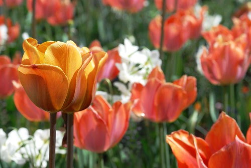 Tulips: Gold, Peach and White