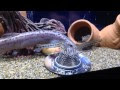70以上 どじょう 金魚鉢 196263-ドジョウ 金魚鉢