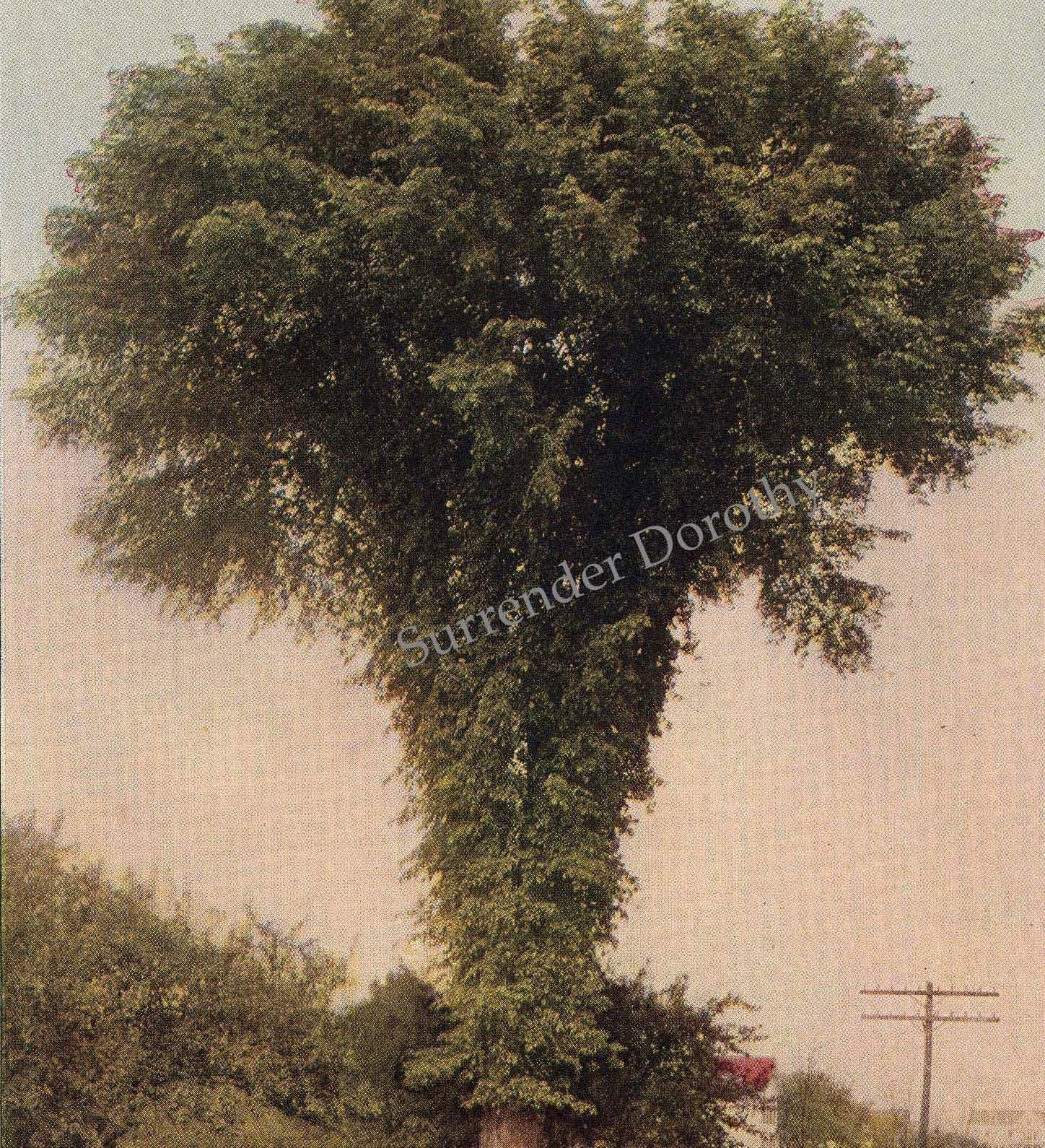 american elm tree pictures. american elm tree leaf.