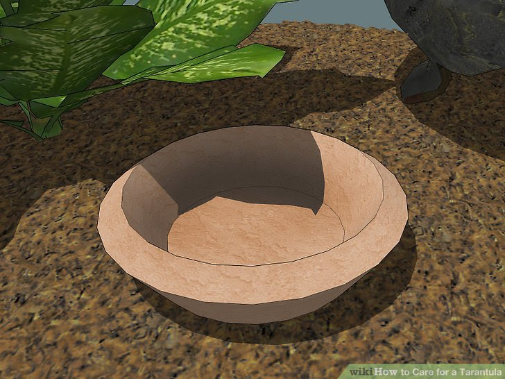 Care for a Tarantula Step 6 Version 3.jpg