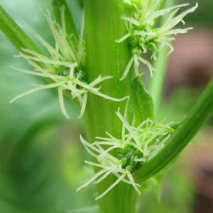 ほうれん草って花が咲くの 兵庫県立人と自然の博物館 ひとはく ひとはくblog旧