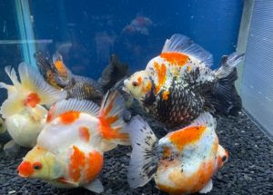 中国金魚 入荷しました 超巨大ダルマ琉金 ドラゴンスケールオランダなど多品種 トロピカルフィッシュ佐野 金魚館ブログ
