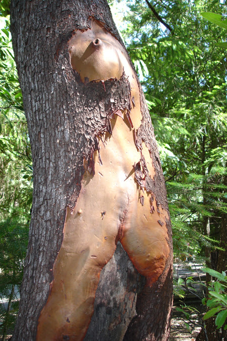 woman_tree