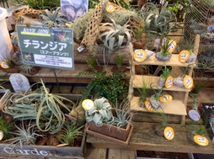 サカタのタネ ガーデンセンター横浜 いもづる日記