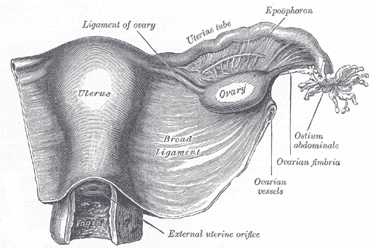 suspensory ligament presentation