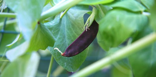 purple pea