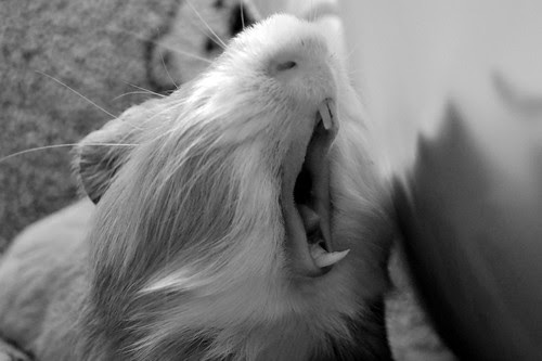 pet animals
