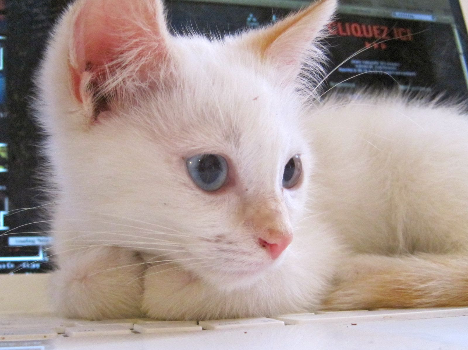 Cheri Le Beau Chaton Blanc Croise Siamois Les Amis Des Chats De Port Vendres Apcv
