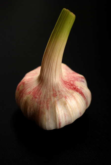 garlic© by Haalo