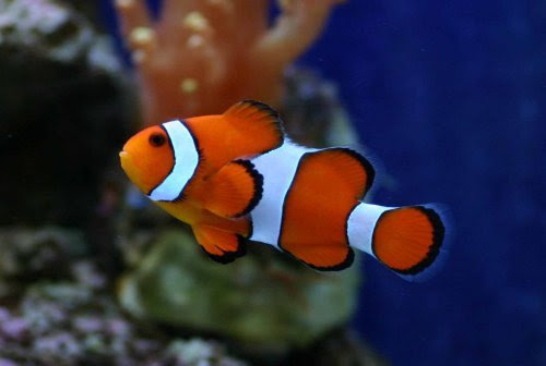 初心者でも飼える 人気の高いカクレクマノミの飼育方法 熱帯魚 アクアリウム情報マガジン