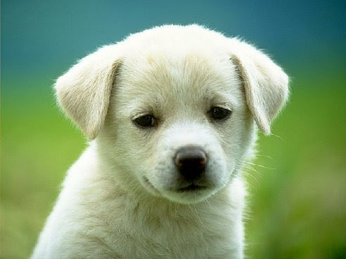 Beautiful Puppies in the world