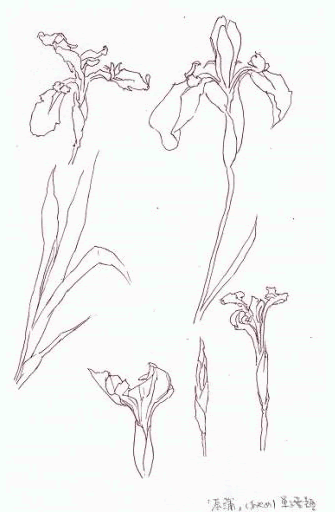 科学スケッチの方法 | 学習塾PIC（ピー・アイ・シー）