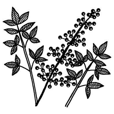 ナンテン 南天 冬の花 無料 白黒イラスト素材