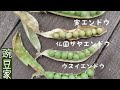 [10000印刷√] えんどう豆 グリーンピース 310697