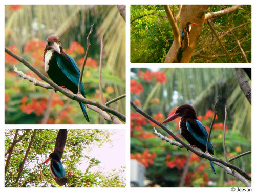 My Kingfisher - collage