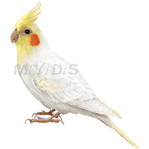 オカメインコのイラスト 条件付フリー素材集