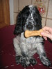 Dog and Bone