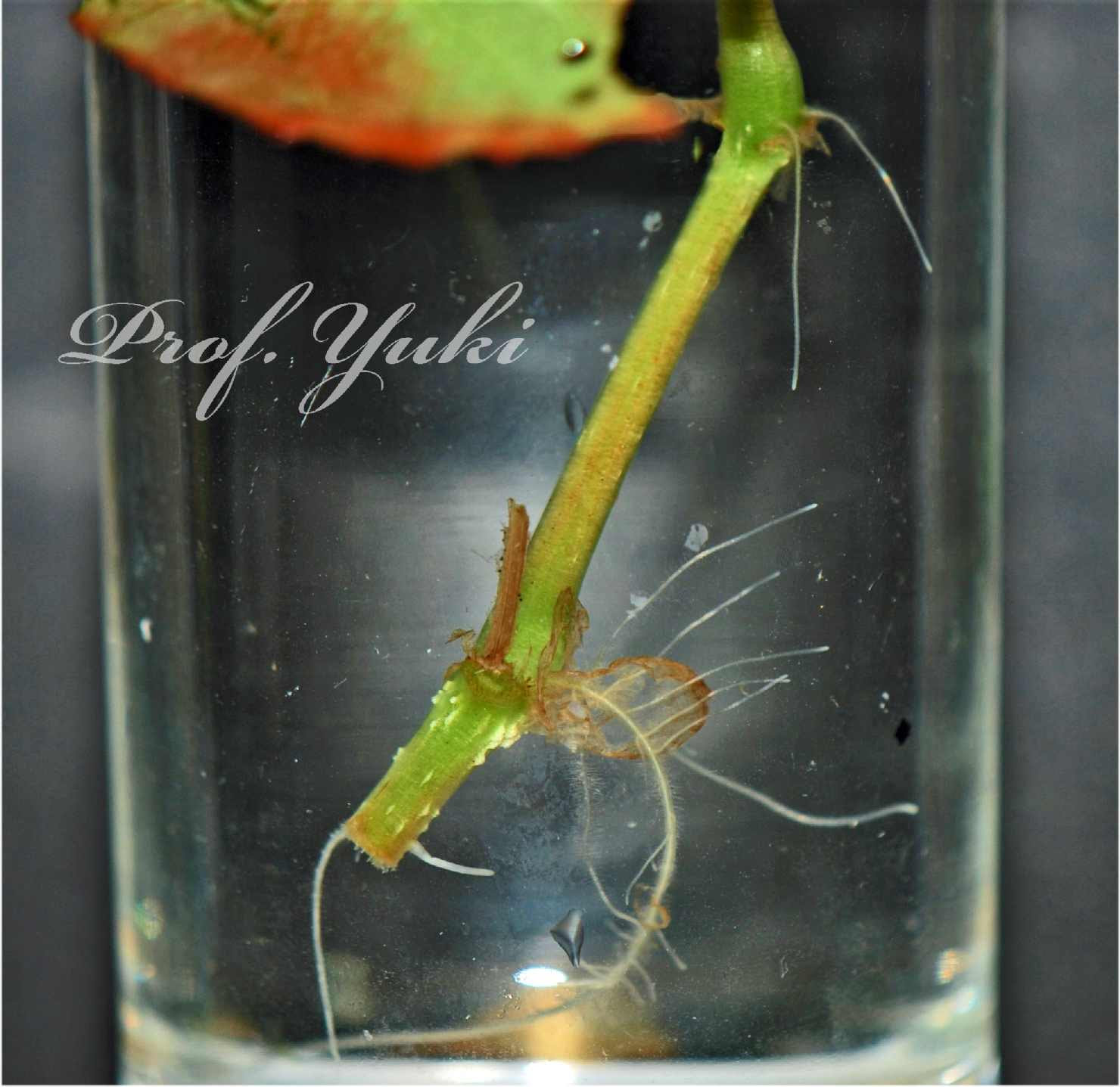 ベゴニアセンパフローレンスは簡単に水差しでふやせますので 古い株は更新しましょう プロフ ユキのブログ