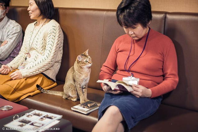 The Alley Cats of Japan Look Pretty Badass