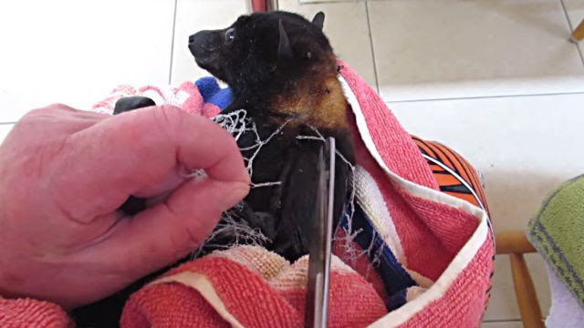 助けてもらえるのがわかってるんだね 網に絡まったコウモリが無事救出されるまで マランダー