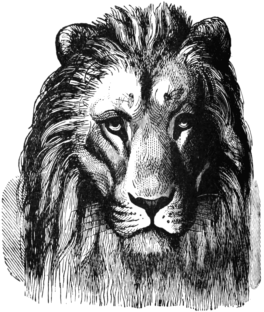 clip art lion head. (Lion Clipart)