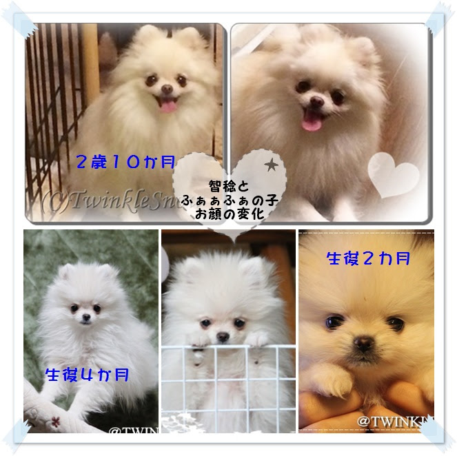 お顔の変化 可愛いポメラニアン専門ブリーダーのブログ 子犬情報 Twinklesnow犬舎 東北 岩手 盛岡