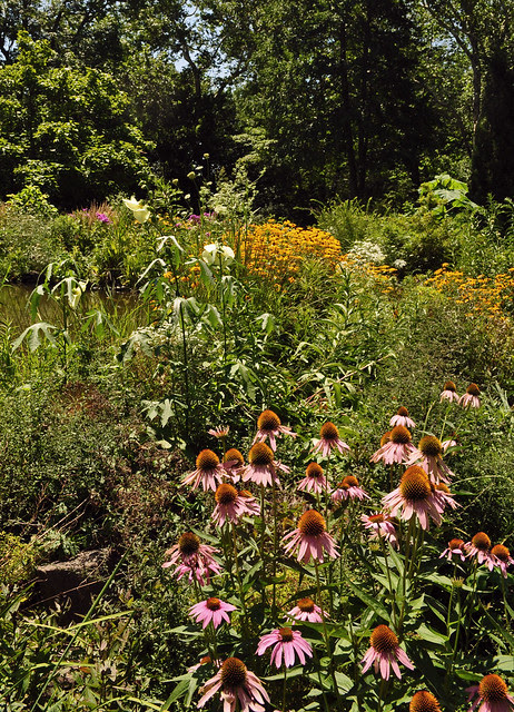 Pond Garden (4)