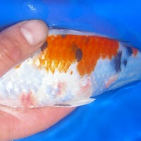 知っておきたい錦鯉の病気