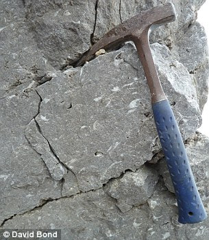 Professor Bond and his colleague Paul Wignall from the University of Leeds found evidence of the extinction in fossils in Isfjorden, Spitsbergen (left) They studied them in layers of rock (right), identifying the species present and building up what they described as 'a range chart'