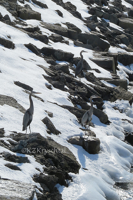 IMG_3575_3GreatBlueHerons