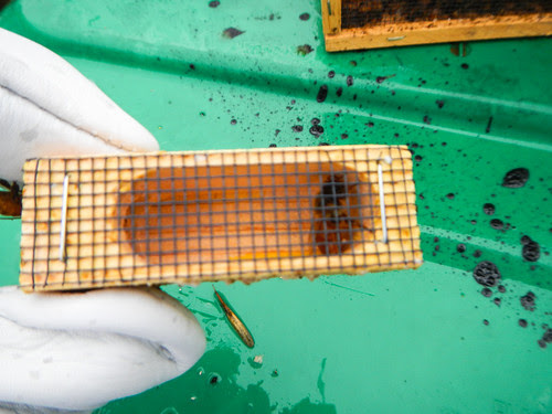 Hiving Honey Bees in Top Bar Hive