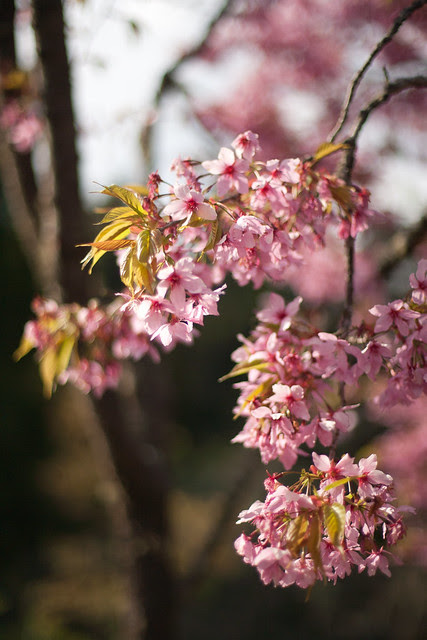 2013 阿里山櫻花季 -105