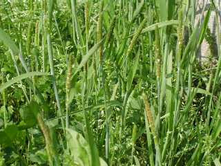 スズメノテッポウ 雀の鉄砲 イネ科