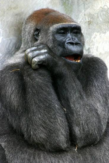 75 笑える ネタ 画像 動物 最高の動物画像