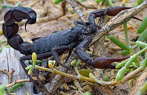 Alacrán, scorpion