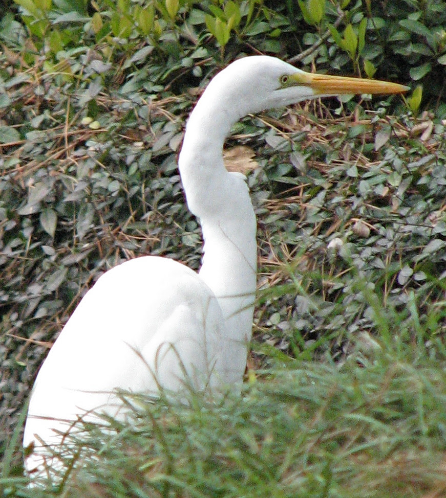 Great White Egret