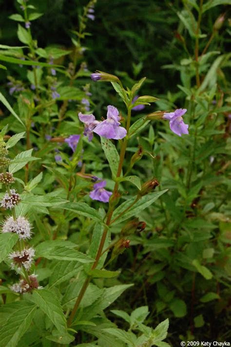 Diy experts discuss several flowering plant varieties and the planting information for each zone. Mimulus ringens (Allegheny Monkey Flower): Minnesota