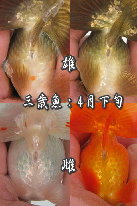 土佐錦魚の雌雄の見分け方