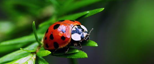 Grossiste insecte vivant