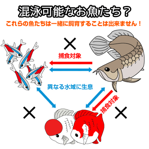 アクアリウムを始める前に 入門編 株式会社セラジャパン