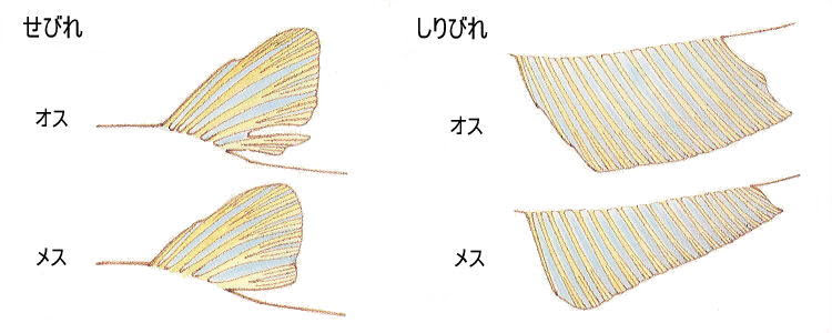 メダカの観察
