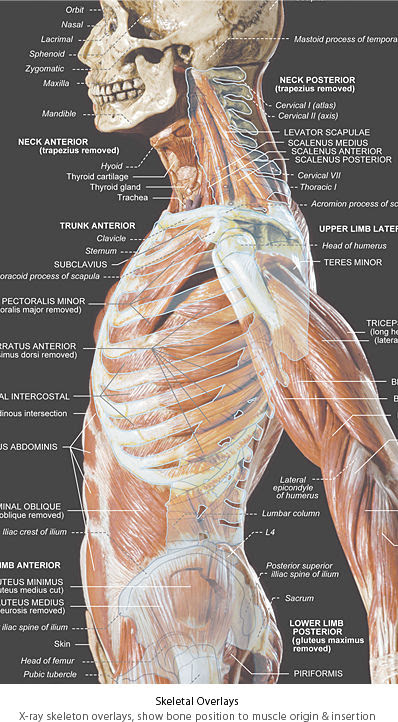 Anatomytools